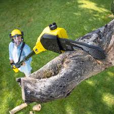 Best Arborist Consultation Services  in Naples Manor, FL