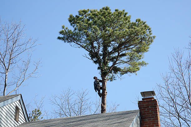 Best Tree Trimming and Pruning  in Naples Manor, FL